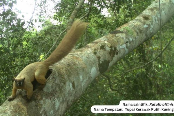 Program pemasangan perangkap kamera hidupan liar arboreal