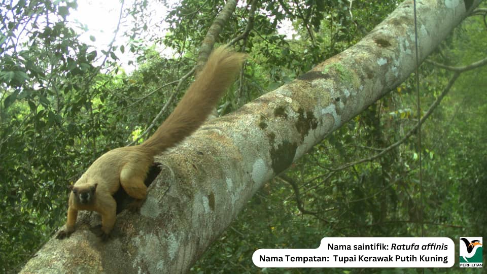 Program pemasangan perangkap kamera hidupan liar arboreal