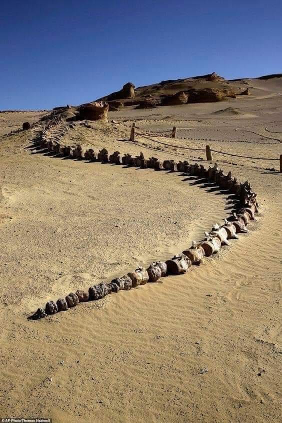 Keajaiban Fosil Paus di Wadi Al-Hitan, Mesir