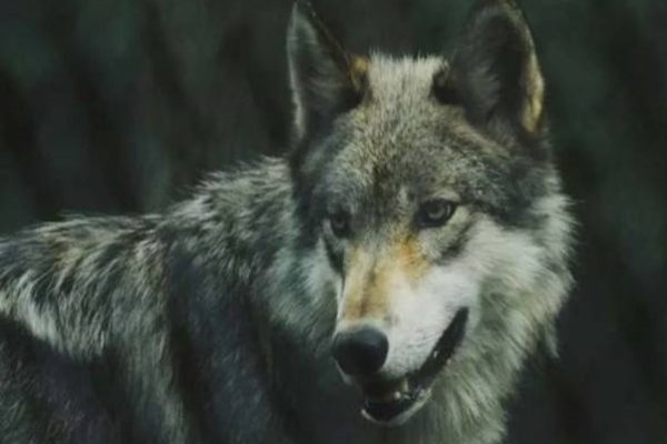 Wanita diserang serigala di taman safari