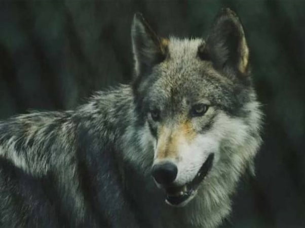 Wanita diserang serigala di taman safari