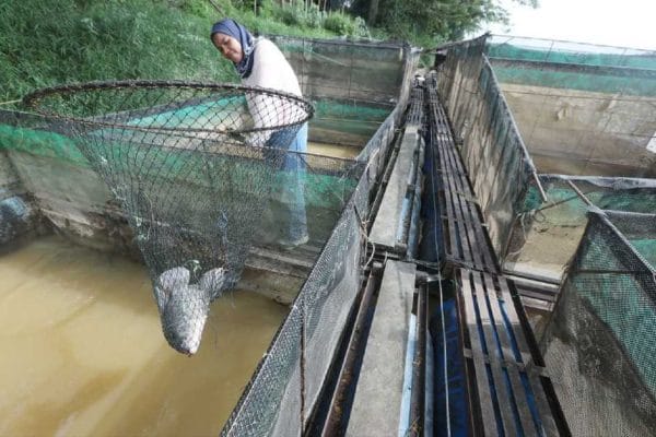Sungai Pahang surut melampau, ikan sangkar mati, penternak rugi