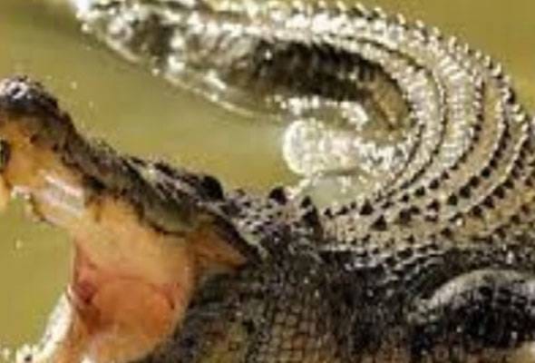 Lelaki hilang dikhuatiri dibaham buaya ketika memukat ikan