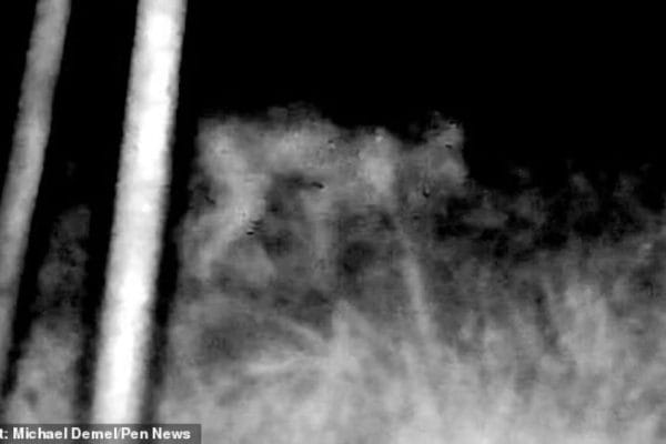 Makhluk ganjil didakwa ‘skinwalker’ berjalan waktu malam