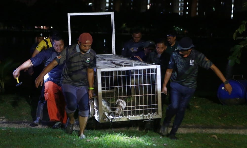 Buaya Tasik Seksyen 7 Shah Alam berjaya ditangkap