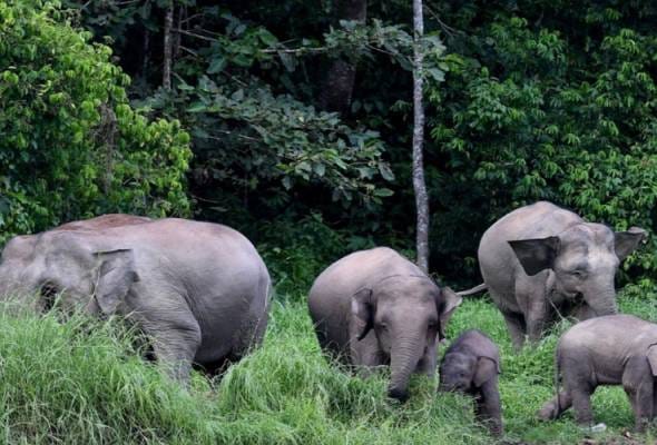 Hampir 200 keluarga Orang Asli Pos Belatim diancam gajah liar