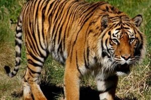 Lelaki maut dipercayai dibaham harimau di Gerik