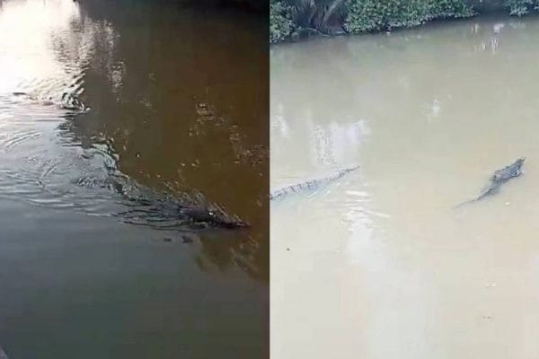 Kecoh buaya lapar baham biawak di Kampung Morten