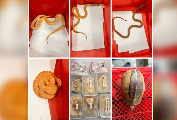 Polis rampas pelbagai jenis reptilia bernilai lebih RM300,000 di Tumpat