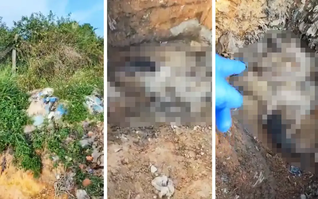 Video pelupusan bangkai anjing di Manjung tak benar