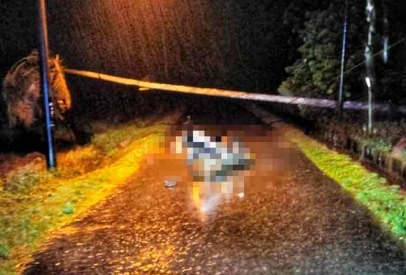 Penunggang motosikal maut langgar pokok kelapa tumbang