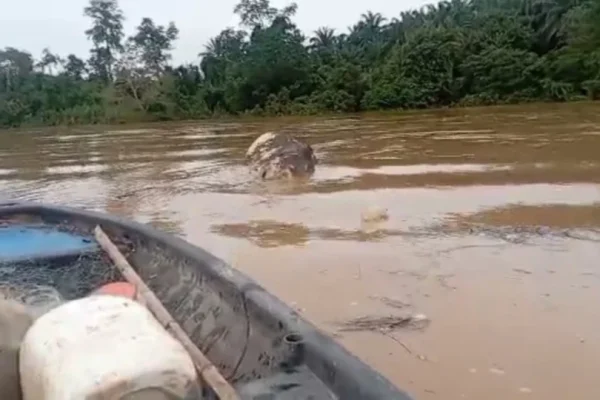 Nelayan terkejut jumpa bangkai gajah hanyut di sungai