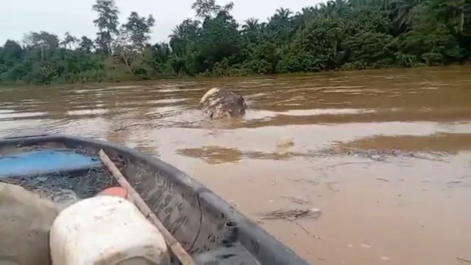 Nelayan terkejut jumpa bangkai gajah hanyut di sungai