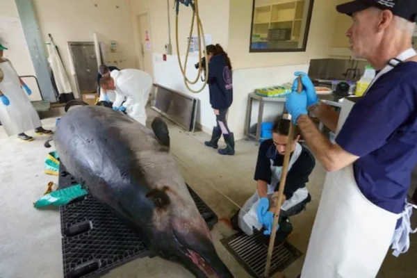 Saintis New Zealand bedah paus paling jarang ditemui di dunia