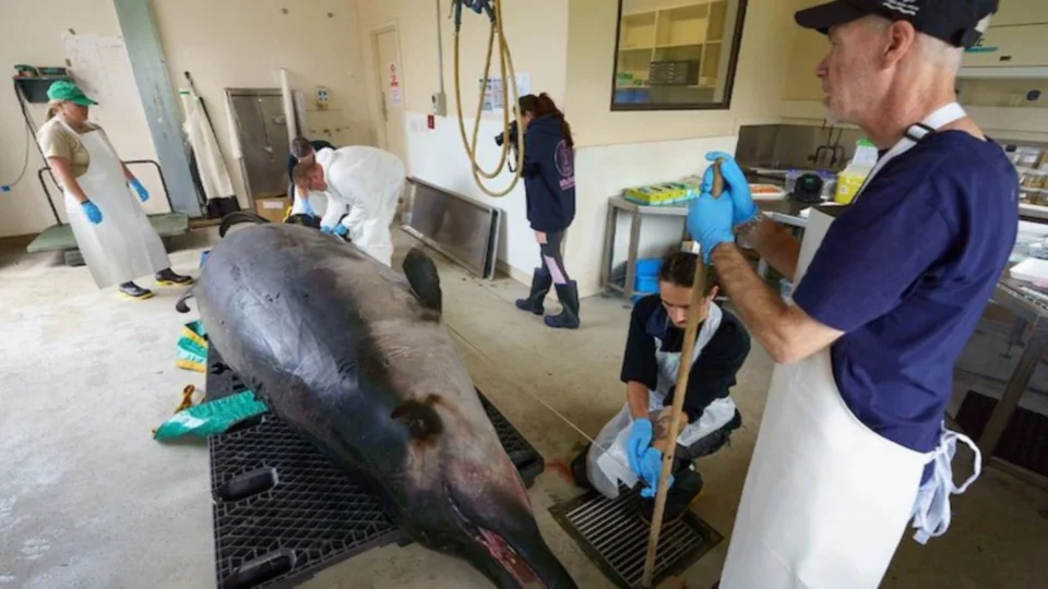 Saintis New Zealand bedah paus paling jarang ditemui di dunia