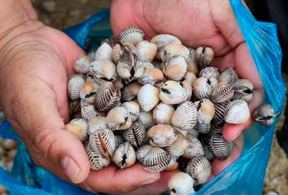 Kerang terdampar bukan petanda bencana, selamat dimakan - Penyelidik UMT