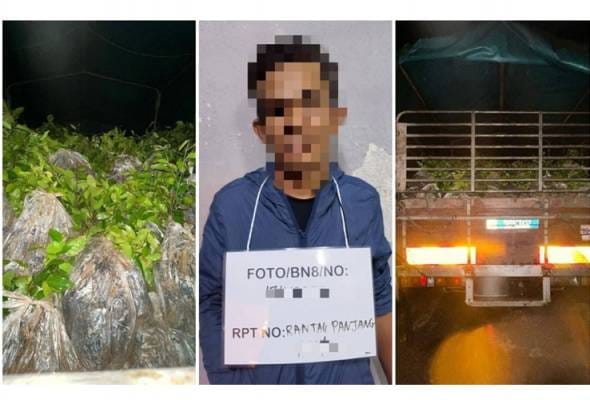 PGA tumpas cubaan seludup pokok durian, laici dan longan bernilai RM1.12 juta