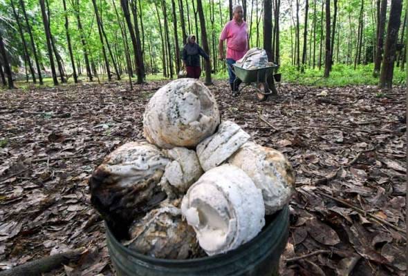 Tiada pembayaran insentif getah untuk pekebun kecil bagi Januari 2025 - LGM