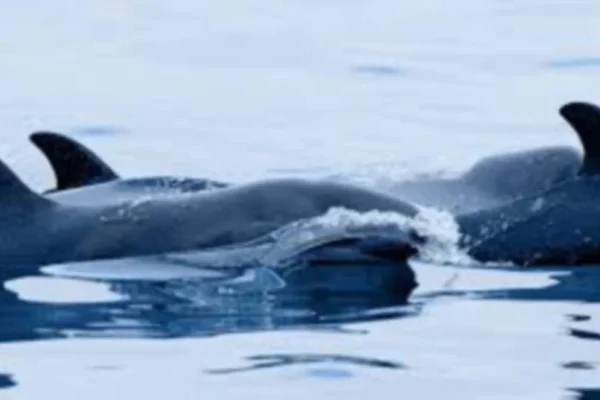 Sekawan 157 ikan lumba-lumba terdampar di pantai terpencil Australia